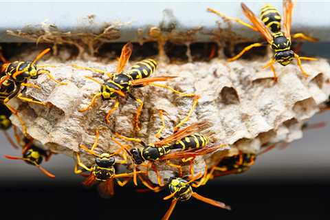 Wasps on a plane! How insect infestations caused an unusual amount of Heathrow flight disruptions..