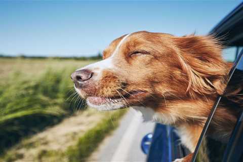 4 Best Calming Treats for Dogs When Traveling On Planes