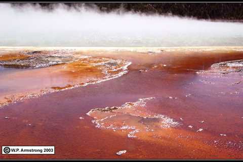 what kind of archaebacteria live in hot springs - travelnowsmart.com