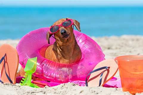 Pet Friendly Hotels in Galveston on the Beach - travelnowsmart.com