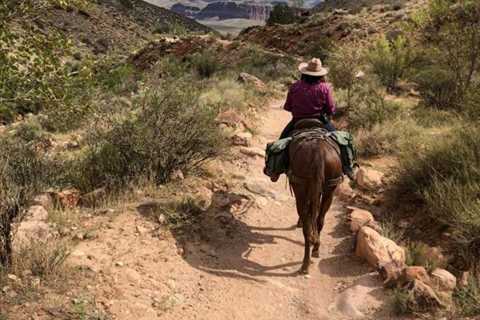 Grand Canyon Mule Rides