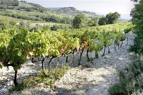Where do vineyards grow best?