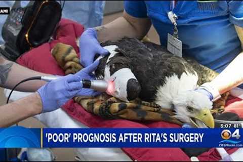 Rita The Zoo Miami Eagle Recovering After Emergency Surgery