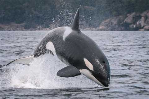 The Best Whale Watching on Vancouver Island
