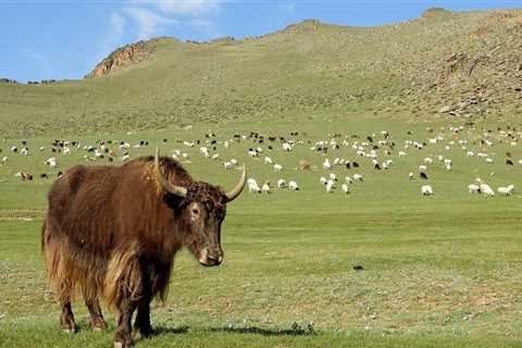 Best of Mongolia - Mongolian Tours