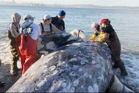 A whale died in Hawaii after ingesting large amounts of plastic || Whale Died