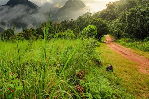 Exploring the Silent Valley National Park