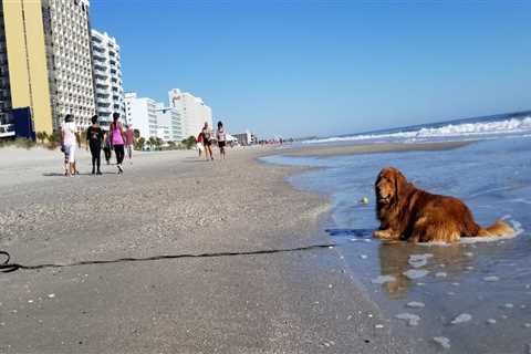 Dog-Friendly Beaches in Myrtle Beach, South Carolina