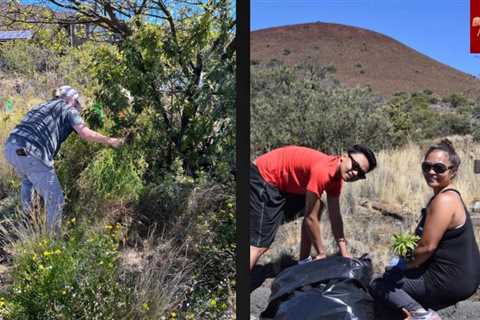 Volunteers needed for Mālama Maunakea invasive species weed pull