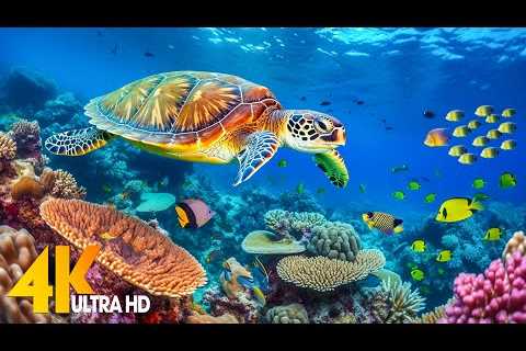 [NEW] 11H Stunning 4K Underwater Wonders - Relaxing Music | Coral Reefs, Fish & Colorful Sea..