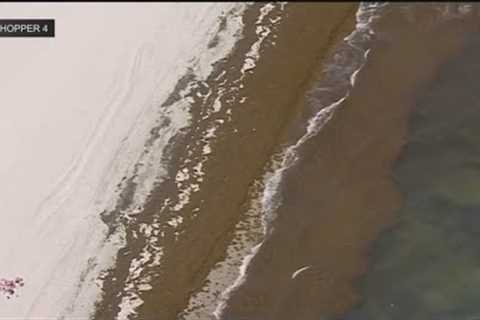 Giant floating bloom of Sargassum seaweed leaves strong odor