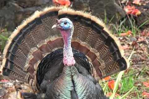 Hawaii - The Big Island - Beaches and Wild Turkey Hunting