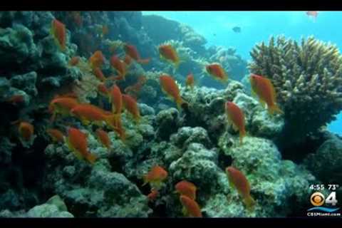 Researchers Using Sound To Help Preserve The Life Of Coral Reefs