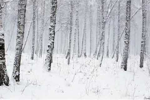 Snowstorm in the Forest | Winter Blizzard Sounds for Sleep & Relaxation | Natural White Noise..