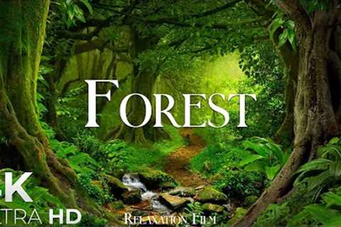 Forest 4K • Nature Relaxation Film • Peaceful Relaxing Music • 4k Video UltraHD