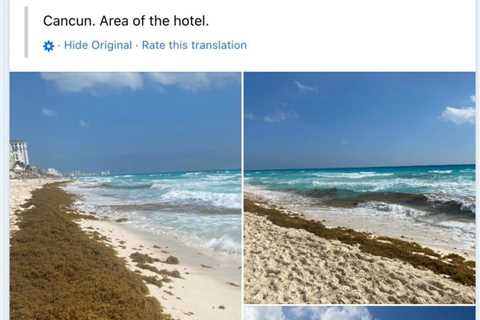 Cancun To Show An Increase In Seaweed Starting Next Week, According To New Forecast