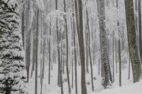 Relaxing Snowfall 2 Hours - Sound of Light Wind Breeze and Falling Snow in Forest