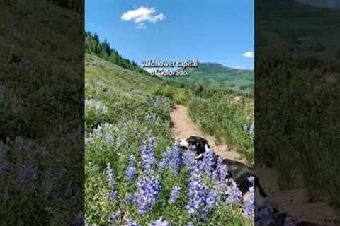 The wildflower capital of Colorado! #colorado #wildflowers #travelvlog