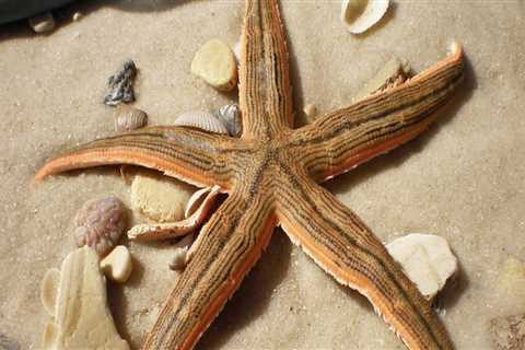 Exploring the Magical Starfish of Panama City, FL