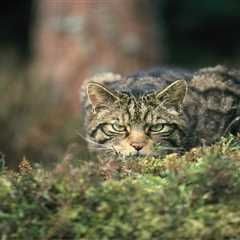 Scottish wildcats released with support of European Wildlife Comeback Fund