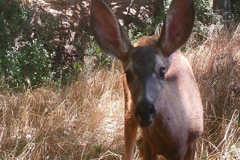 Exploring the Rare Species of Irvine, California's Wildlands