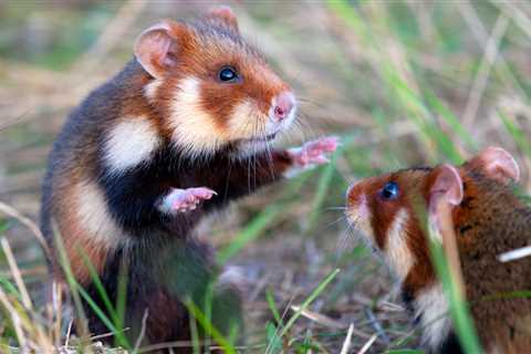 Second group of hamsters released on the Tarutino Steppe