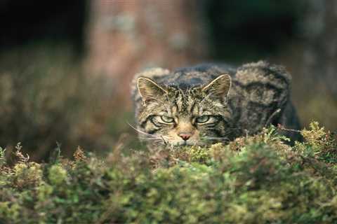 Scottish wildcats released with support of European Wildlife Comeback Fund