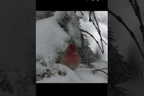 4K Winter Wonderland: Birds and Bird Sounds in Snowfall #Finch #winterbirds #