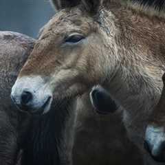 More Przewalski’s horses set to roam free in the Iberian Highlands