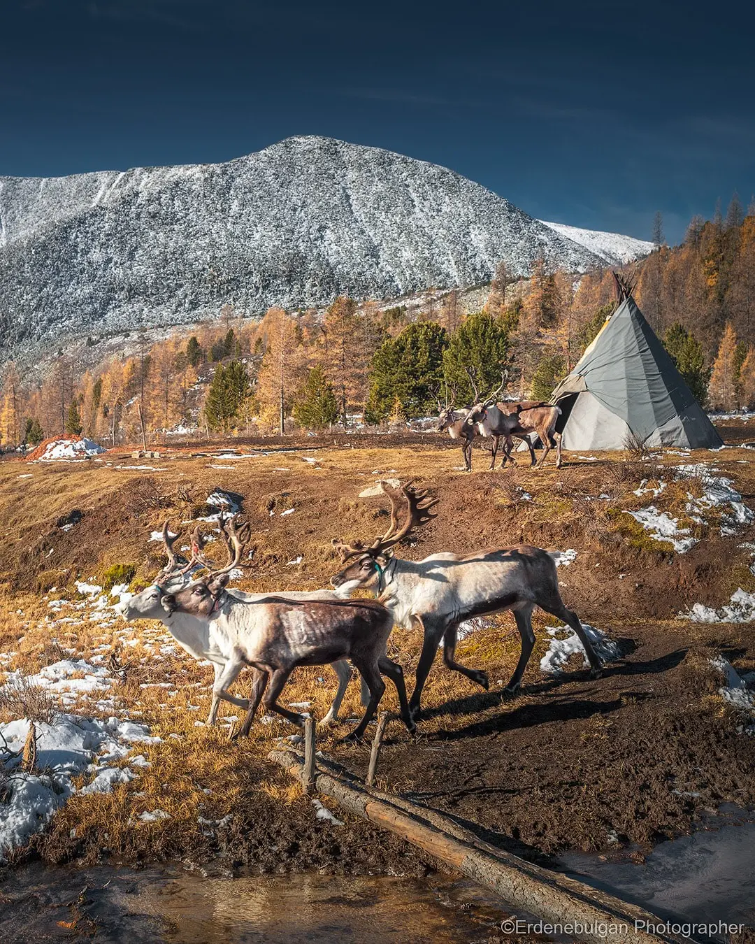 Celebrating Tsaatan Reindeer Herders: Life in Mongolia's Northern Taiga
