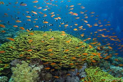Top 10 Dive Travel Destinations, as Recommended by a Team With Experience Diving 60+ Countries