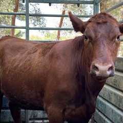 I CAME ON TO GIVE YOU ENCOURAGEMENT. RED HEIFERS ARE NOT FAKE.