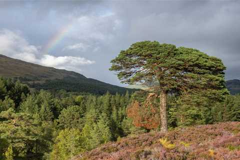Natural regeneration of precious pinewoods takes a step forward in the Affric Highlands