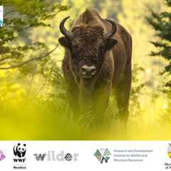 Boost for growing bison population in the Southern Carpathians