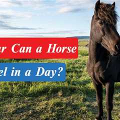 How Far Can a Horse Travel in a Day? Horse 7 Fact Must Know