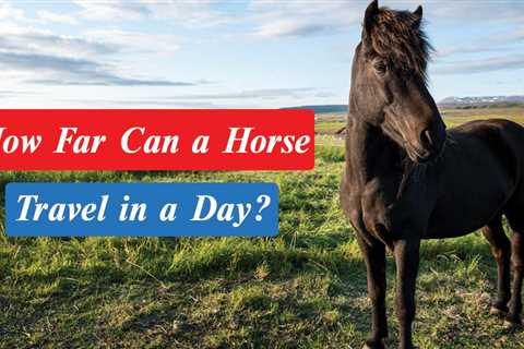 How Far Can a Horse Travel in a Day? Horse 7 Fact Must Know