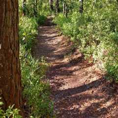 Discover the Natural Beauty of Aiken County: Trails, Lakes, and Wildlife