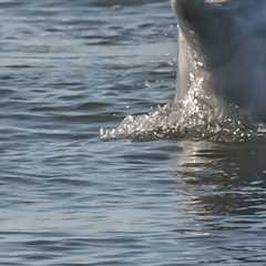 Experience Charleston's Best Dolphin Tours with Executive Comfort