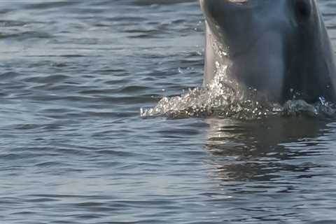 Experience Charleston's Best Dolphin Tours with Executive Comfort